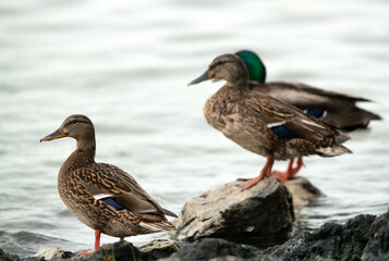 Fototapeta premium Mallard ducks perched on rock at Tubli bay, Bahrain
