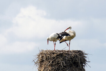 Storchennest 6