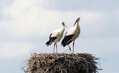Storchennest 4