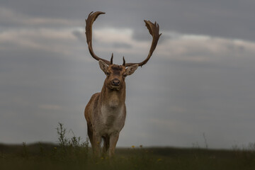 Fallow deer walking straight toward me, during rutting season, photographed in the Netherlands.