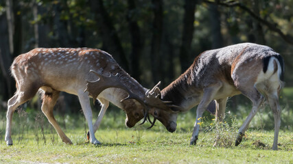 Naklejka na ściany i meble She's mine! No she's mine! Let's fight for it! Who will win? A fight between two fallow deer during rutting season, photographed in the Netherlands.