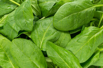 green and fresh spinach leaves kind of top close up