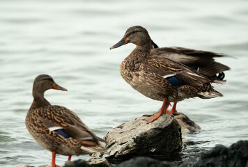 Mallard ducks resting at Tubli bay, Bahrain