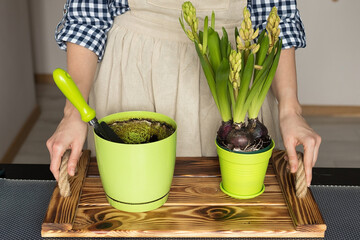 Transplanting hyacinth bulbs into a new pot, spring gardening at home