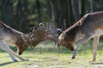 She's mine! No she's mine! Let's fight for it! Who will win?
A fight between two fallow deer during rutting season, photographed in the Netherlands.