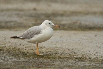 Closeup of a Sender-billed seagull at Busaiteen coast, Bahrain