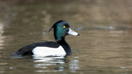 ente, bird, wasser, stockente, natur, see, wild lebende tiere, teich, tier,