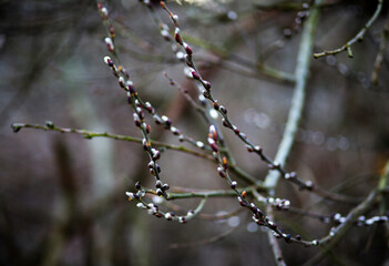Close-up of pussy willow catkins, Solvay Park, Krakow, Lesser Poland, Poland