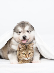 Fototapeta premium Malamute puppy and cute tabby kitten sit together on the bed covered with a blanket in an embrace and look at the camera. Light white tonality