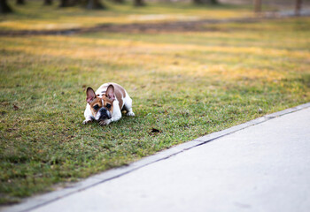 Bulldog lying on grass in park, Solvay Park, Krakow, Lesser Poland, Poland