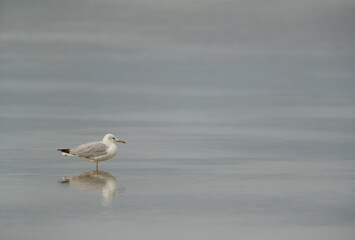 Sender-billed seagull at Busaiteen coast, Bahrain