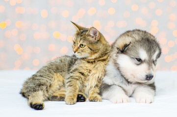 Fototapeta na wymiar A cute fluffy Malamute puppy lies next to a tabby kitten on a background of Christmas lights near