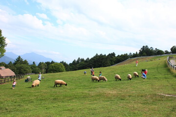 Fototapeta na wymiar まきば公園（八ヶ岳牧場）　山梨県の野辺山高原にある牧場　　羊たちが牧草を食み、人々が戯れる。