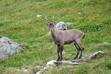 Jeune bouquetin mâle