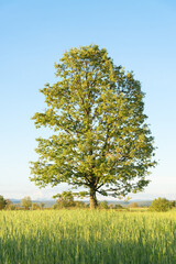 Solitaire tree at sunset