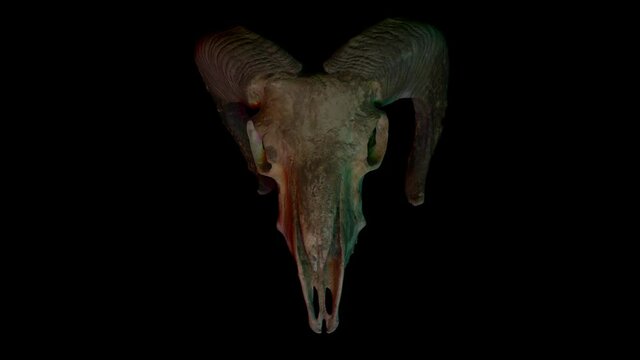 Holographic image of the skull of a horned animal on a black background. Seamless loop.