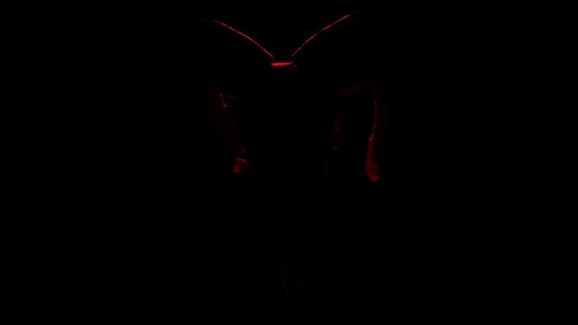 An ancient ram skull is illuminated with red light in the dark. Seamless loop.