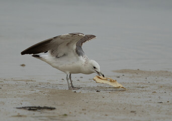 Juvenile Lesser Black-backed Gull holding bread at Busaiteen coast, Bahrain