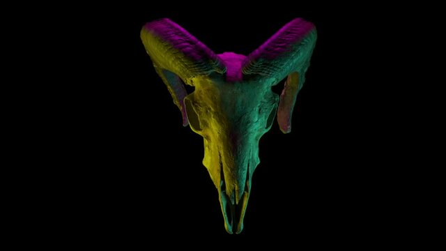 Yellow and purple rays shimmer on the mountain ram's skull with its beautiful curved horns. Disco skull. Seamless loop.