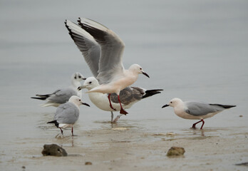 Lesser Black-backed Gull, slender-billed gulls and a black-head gull t rying to take the bread lying on the ground at Busaiteen coast, Bahrain