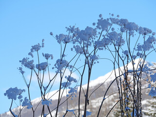 Ombellifères en hiver