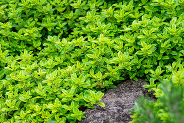 Fototapeta premium Lime Thyme Creeping over a Stone