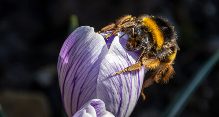 hummel auf die blume © Oleg