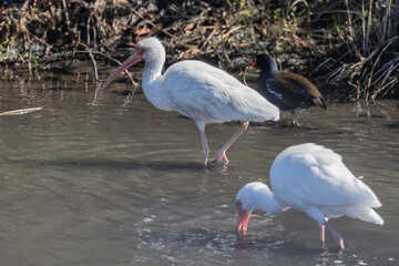 White Ibis