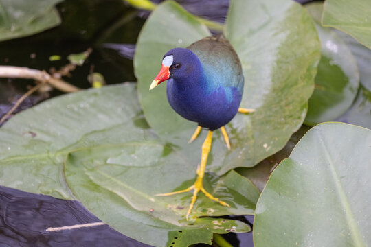 Purple Gallinule