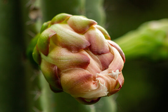 Flor de cactos desabrochando