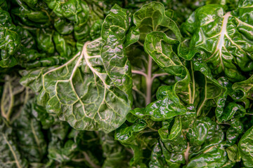 Fototapeta premium close up of green leaves and leetuce
