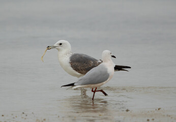 Obraz premium Selective focus on Lesser Black-backed Gull holding bread at Busaiteen coast, Bahrain