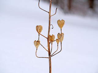 Ombellifère en hiver