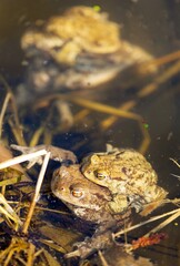 Common or European toad brown colored, Mating toads
