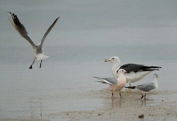 Fototapeta na wymiar Lesser Black-backed Gull charging a slender-billed gull at Busaiteen coast, Bahrain