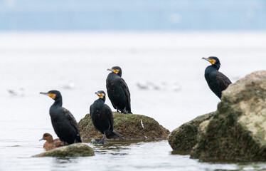 many cormorants standing at seashore