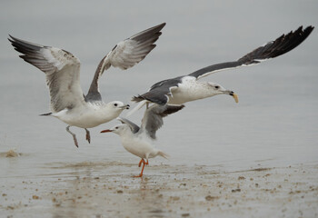 Fototapeta na wymiar Juvenile Lesser Black-backed Gull chasing other for bread at Busaiteen coast, Bahrain