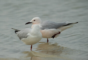 Fototapeta na wymiar Sender-billed seagulls in breeading plumage at Busaiteen coast, Bahrain