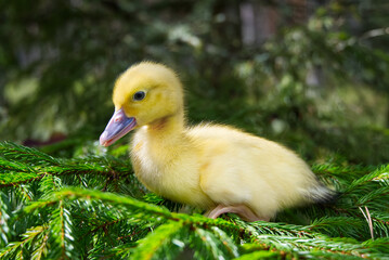 cute little yellow duckling are walking on the green grass in spring forest. easter young duckling concept. wildlife