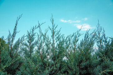 Gray cypress tree close up against blue sky