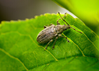 Close up view of a grey weevil bug on a tree leaf