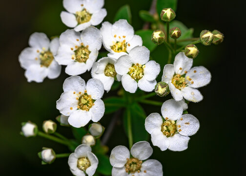 Detailed image of white flowers of a blooming tree on a dark background