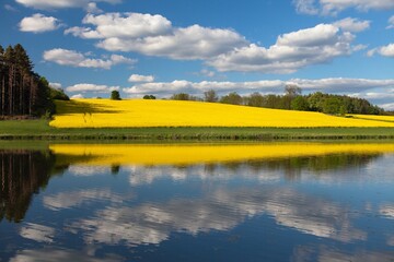 Field of rapeseed, canola or colza mirroring in lake