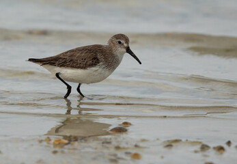 Dunlin at Busaiteen coast, Bahrain