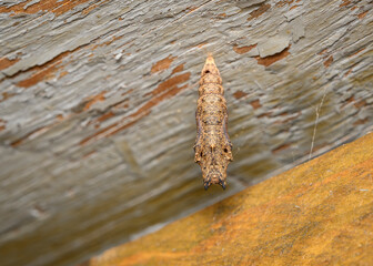 A butterfly chrysalis hangs from the peeling wooden ceiling like a knight's armor