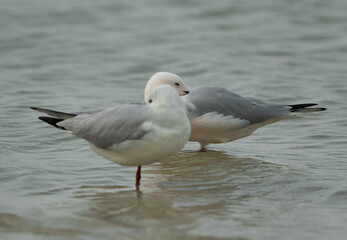 Fototapeta na wymiar Sender-billed seagulls resting in breeading plumage at Busaiteen coast, Bahrain