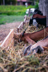 Anglo Nubian Goat in Cordoba Argentina Farm 2021