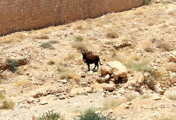 Fototapeta premium dark donkey in the desert
