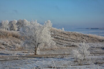 trees in the snow