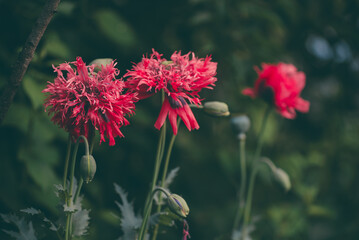Poppy Crimson Feathers at full bloom at dusk. Papaver Hybridum flower planted in the garden